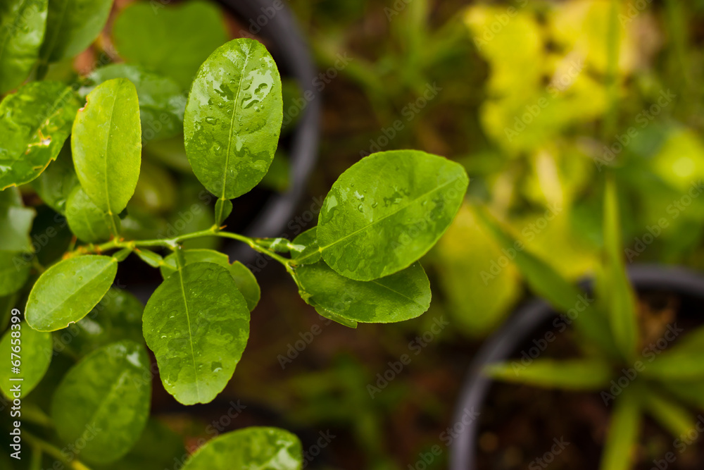 leaf of lemon leaf of lemon
