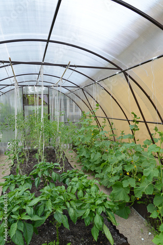Cultivation of vegetables in the greenhouse
