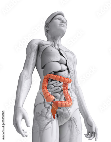 Male large intestine anatomy photo