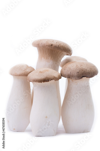 Fresh Eryngii Mushroom with white background