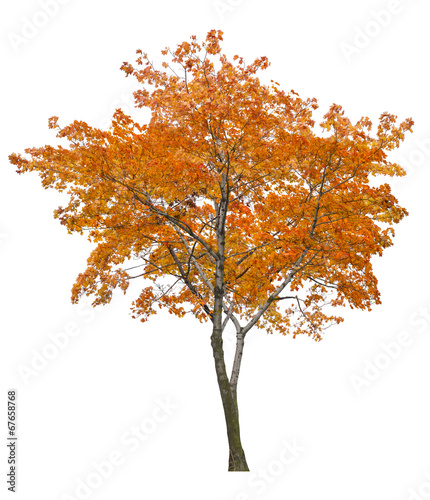 bright isolated single orange maple tree
