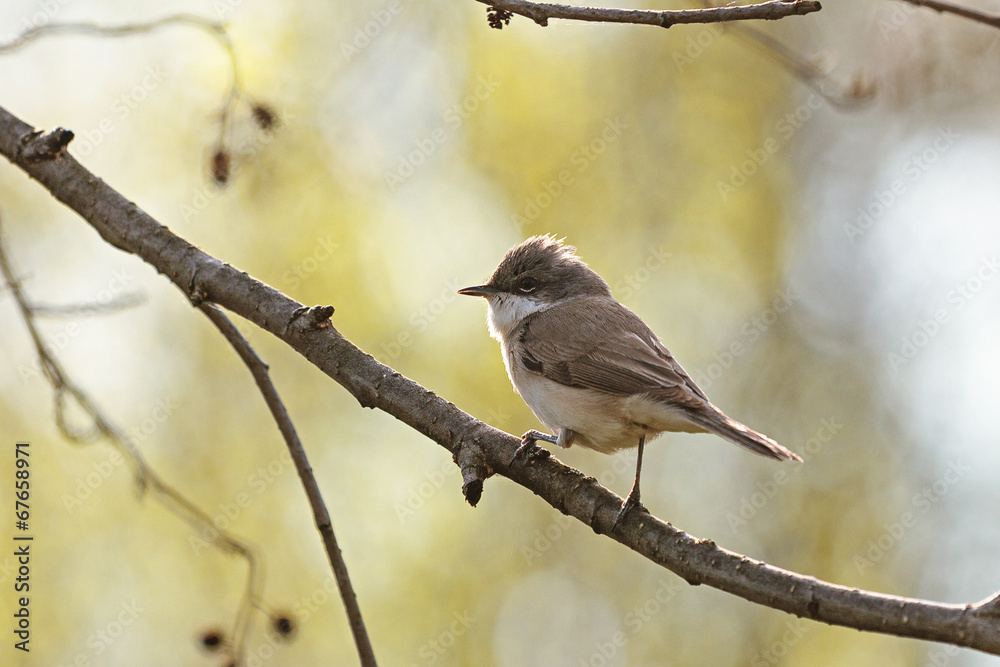 Common Whitethroat Common Whitethroat