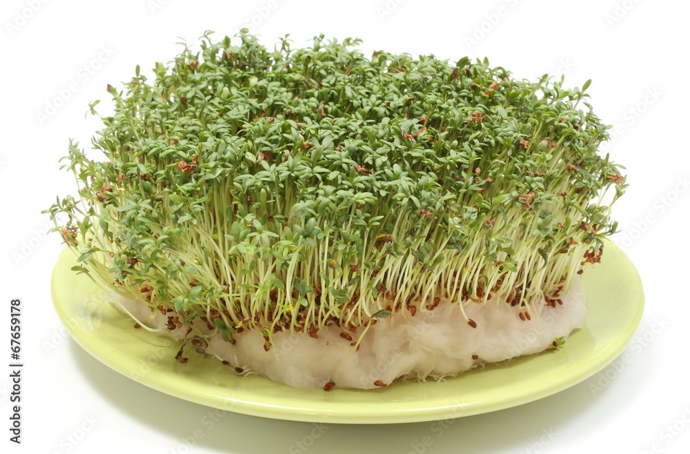 Fresh green watercress on cotton pad. White background Fresh green watercress on cotton pad. White background