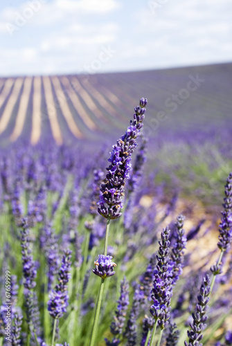 Lavender flowers in the field closeup