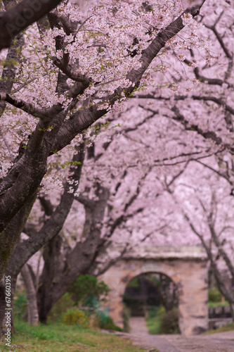 桜のアーチ © TOMO