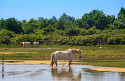 View of wild Camargue Horse, Soca River Mouth -  Italy © bepsphoto