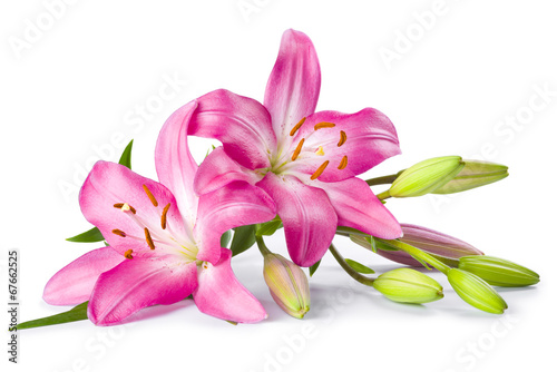 Fotografiet Pink lily flower isolated on white background