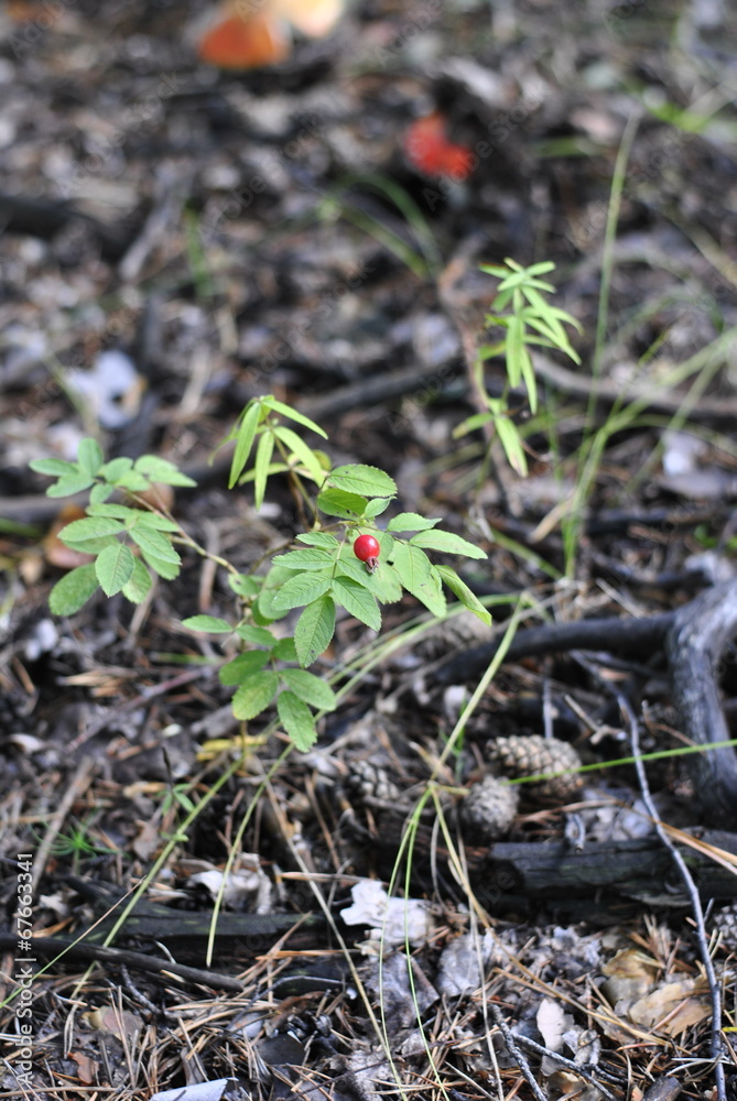 branch of wild rose on a background of forest branch of wild rose on a background of forest