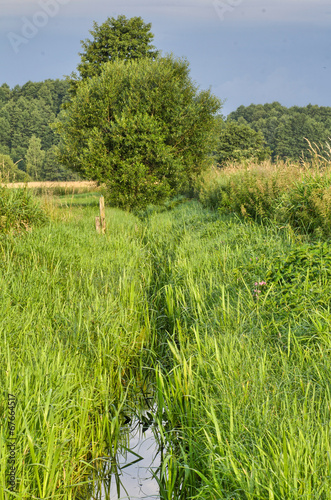 summer rural landscape with trees, meadow and brook photo