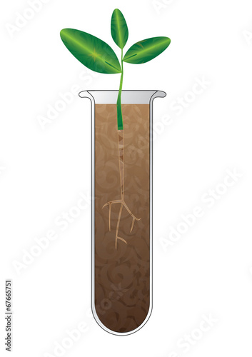 TEST TUBE PLANT