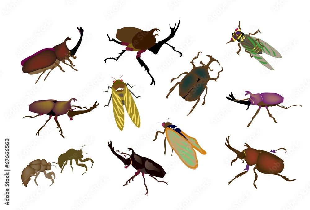 カブトムシやクワガタムシや蝉の昆虫図鑑 Stock イラスト Adobe Stock