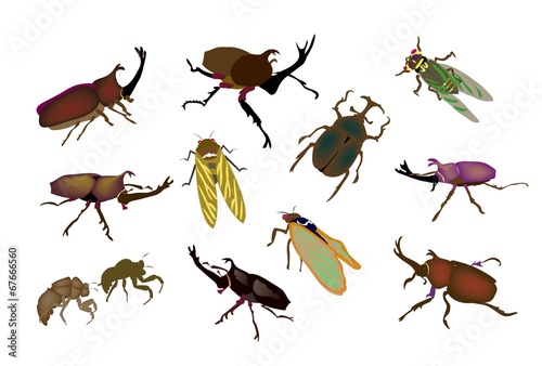 カブトムシやクワガタムシや蝉の昆虫図鑑 © ocplanning