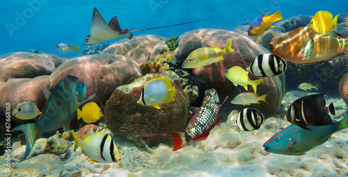 Underwater panorama in a coral reef with fish #67668168