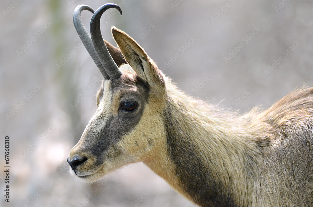 Fototapeta premium Portrait of chamois