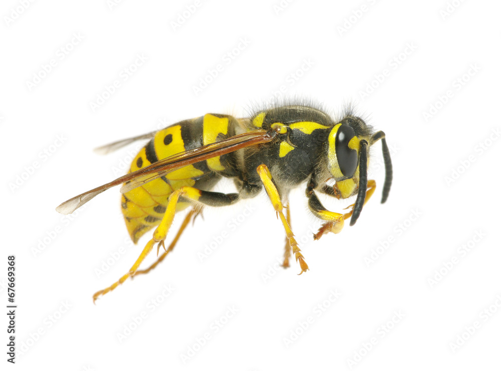wasp wasp