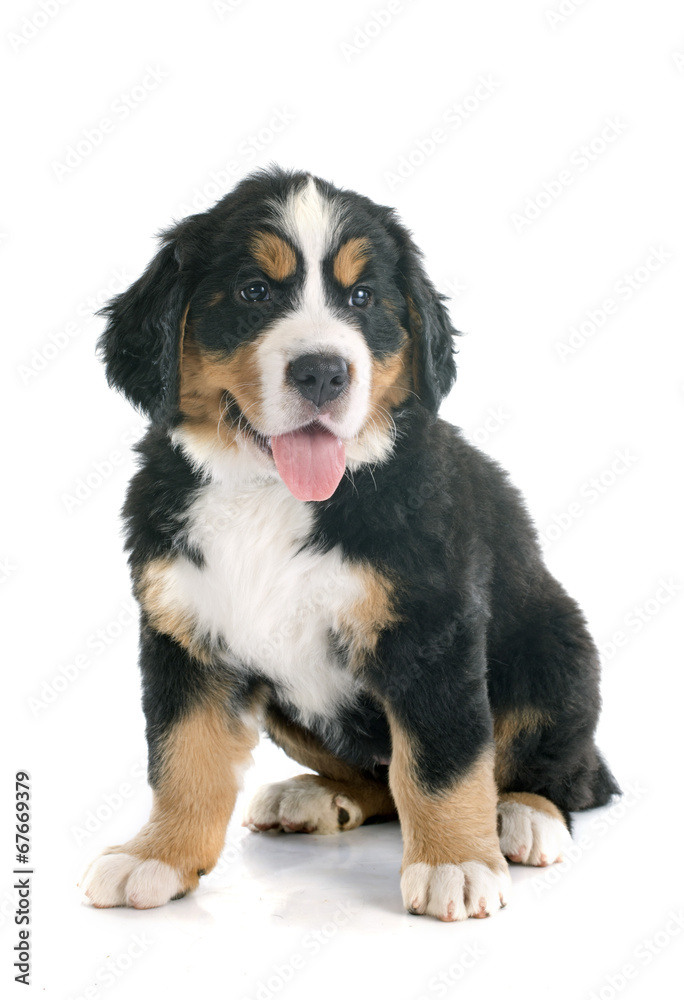 puppy bernese moutain dog