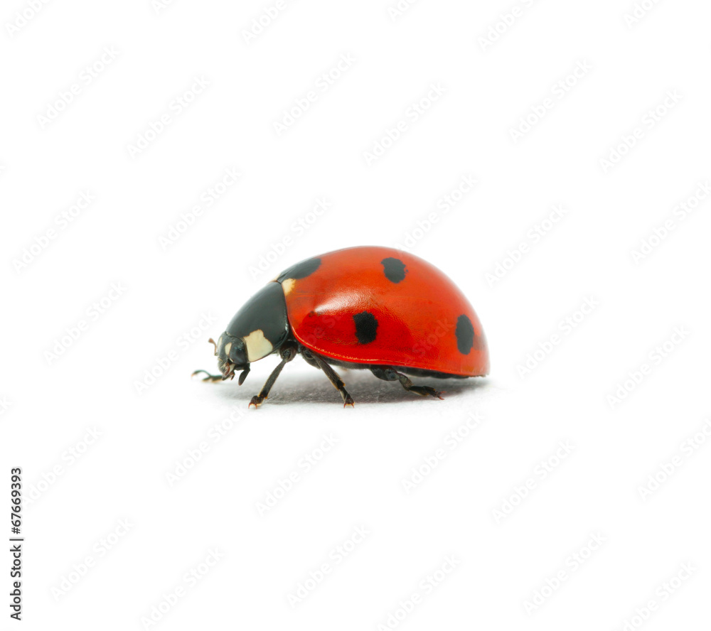 Ladybug Ladybug