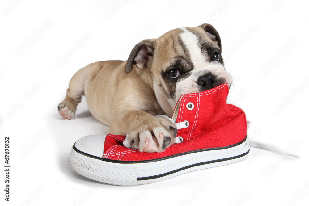 Fotografie Süßes Hundebaby mit roten Turnschuhen