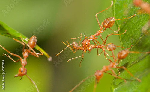 Ant bridge unity © lirtlon