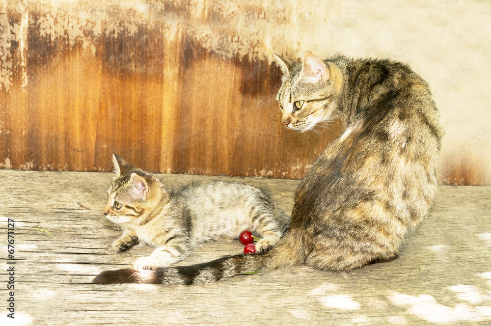 Obraz premium watchful mother cat and kitten on an old wooden table