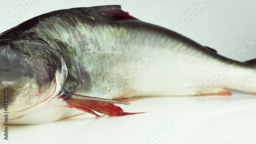 Dolly shot of Fresh pangasius fish isolated on white background photo