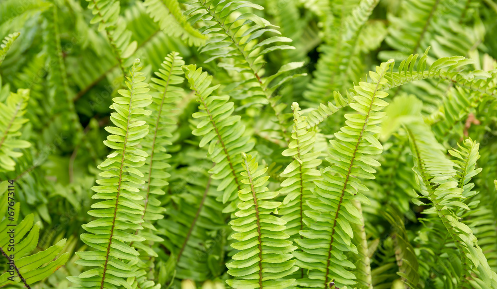 Tuber Sword Fern Tuber Sword Fern
