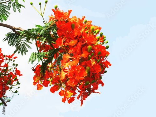Pride of Barbados