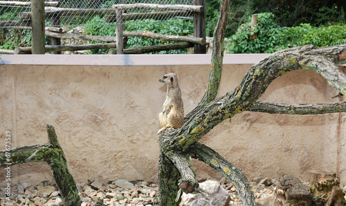 Photography Meerkat