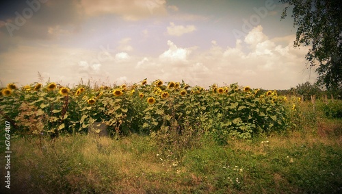 Sunflowers on the summer field in Bulgaria