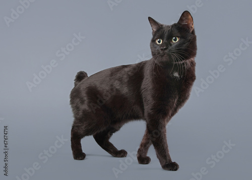 Fotografija Kuril bobtail cat on a gray background