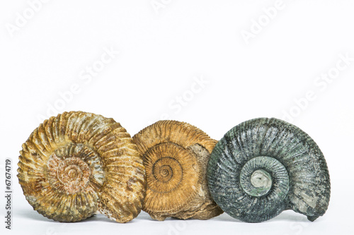 Parkinsonia, Dactylioceras, Orthosphinctes, ammoniti fossili
