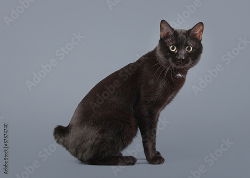 Quadro em tela Kuril bobtail cat on a gray background