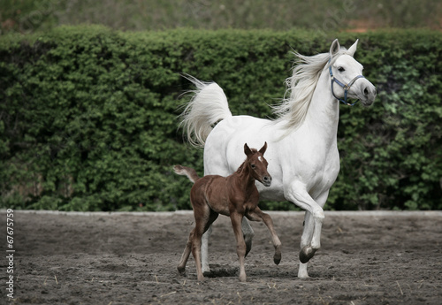 Arabian horse family © kubikactive