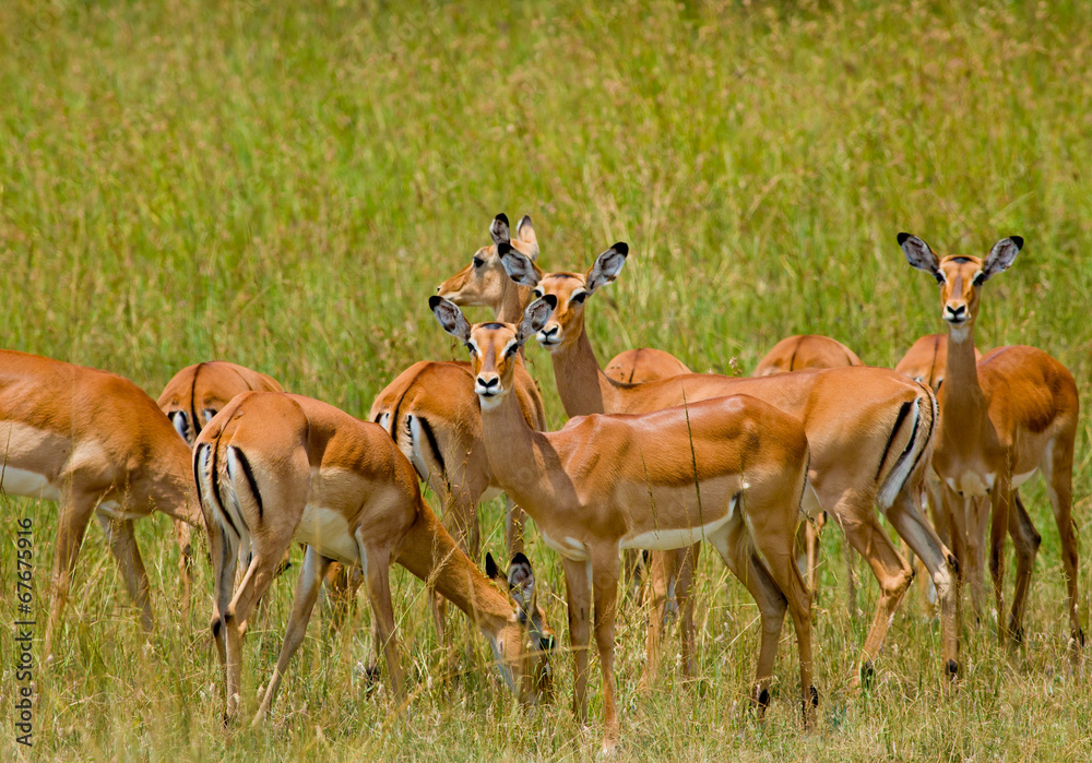 Herd african gazelles