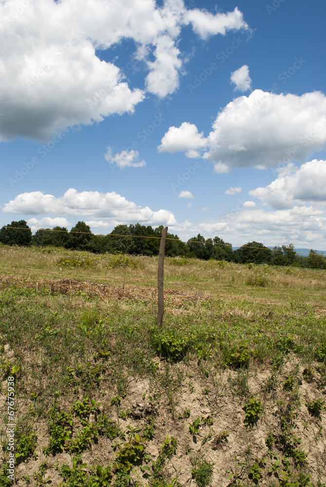 Obraz premium Trees on a Hill