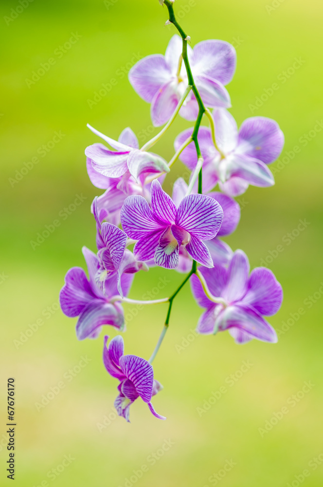 Fototapeta premium Orchid flower