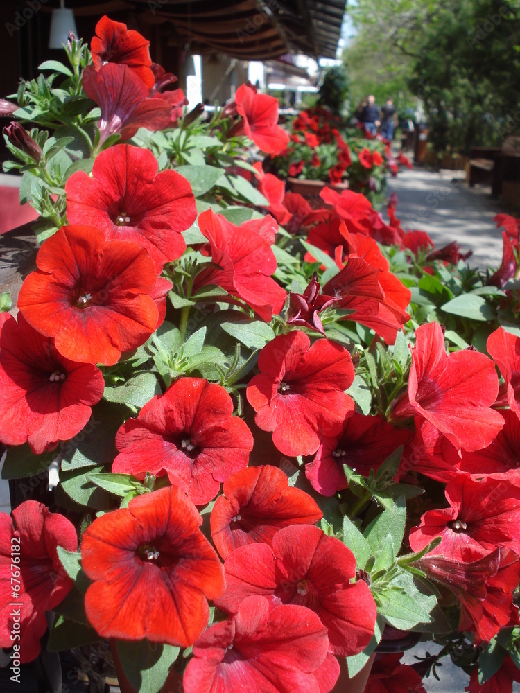 Red petunias in pots, decorating an outdoor cafe
