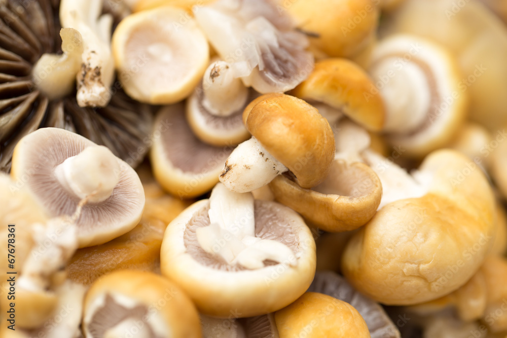 background of mushrooms. macro background of mushrooms. macro