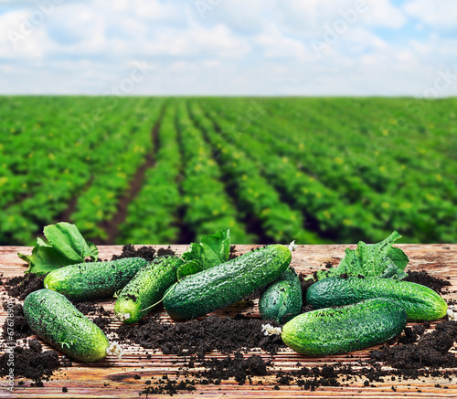 freshly picked cucumbers on the table