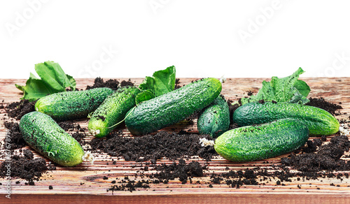 freshly picked cucumbers on the table isolated