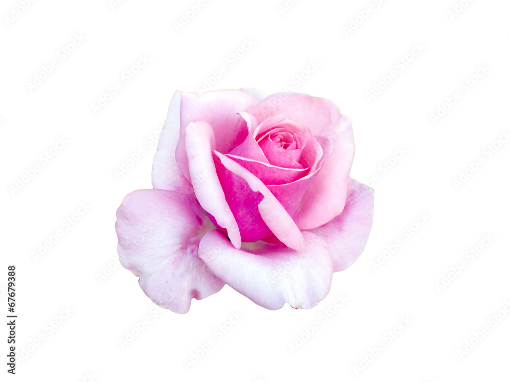bright beautiful  pink rose - obrazy, fototapety, plakaty 