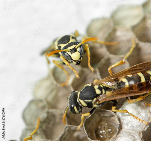 Wasp Nest with Pupae © schankz