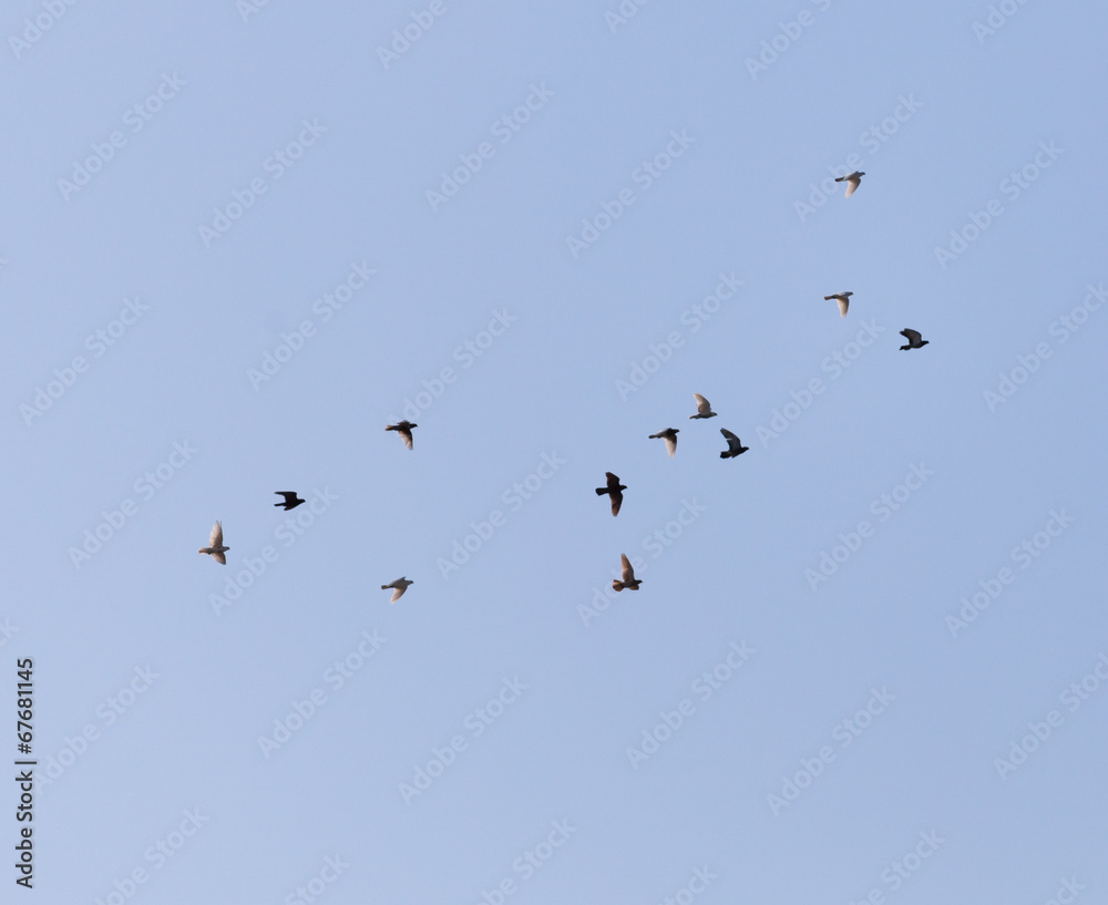 doves flying in the blue sky