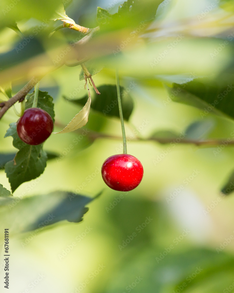 Obraz premium cherries on a tree branch