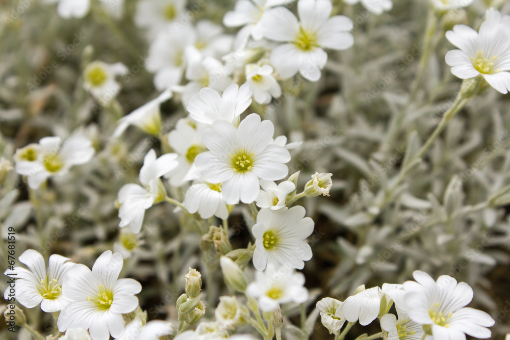 Blumen Blumen