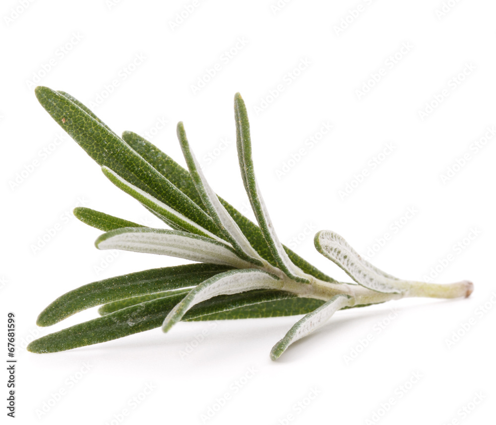 Fototapeta premium rosemary herb spice leaves isolated on white background cutout