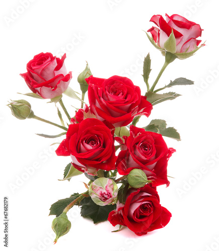 Red rose flower bouquet isolated on white background cutout