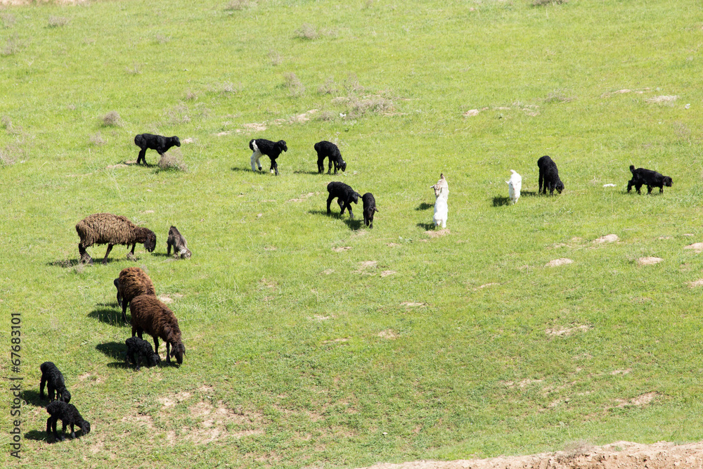Fototapeta premium sheep in nature