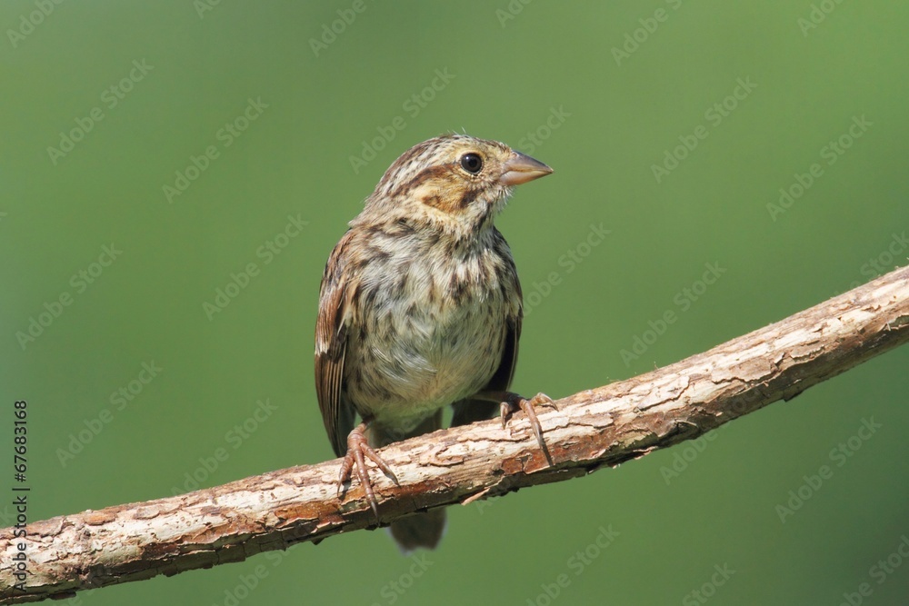 Juvenile Chipping Sparrow (Spizella passerina) Juvenile Chipping Sparrow (Spizella passerina)