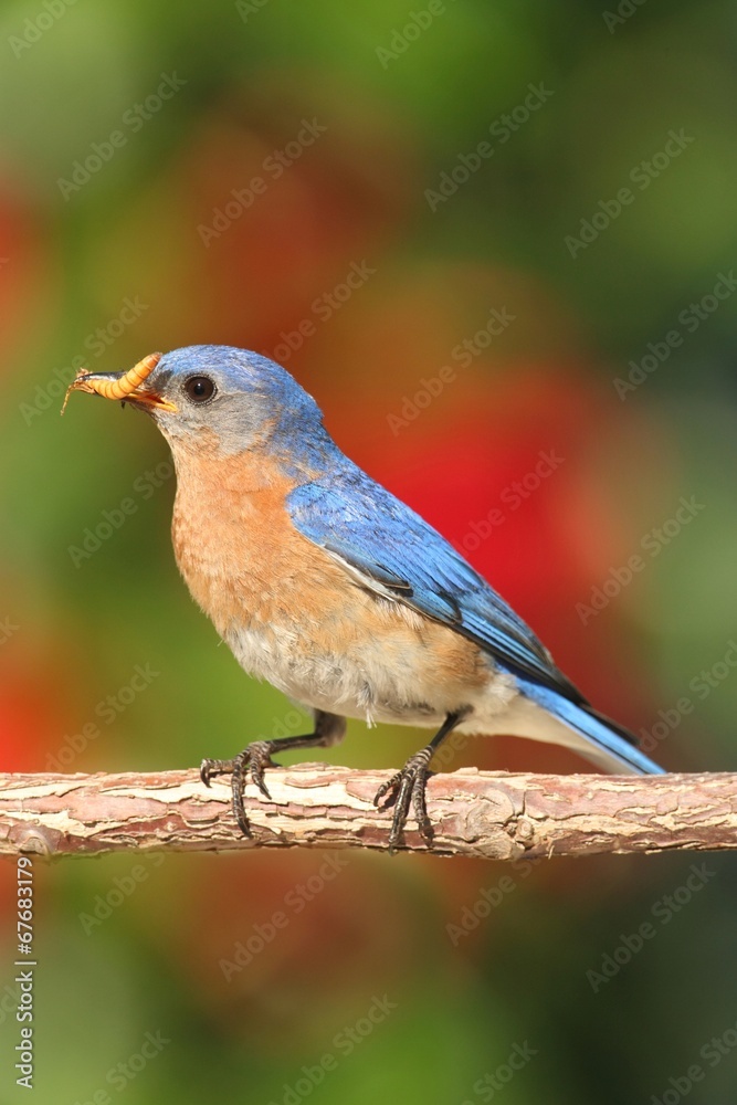 Naklejka premium Eastern Bluebird
